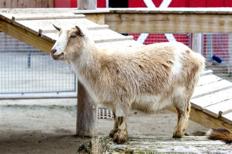 Nigerian Dwarf Goat Potawatomi Zoo