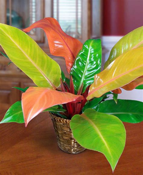 Philodendron Prince Of Orange Tissue Culture My Plant Warehouse