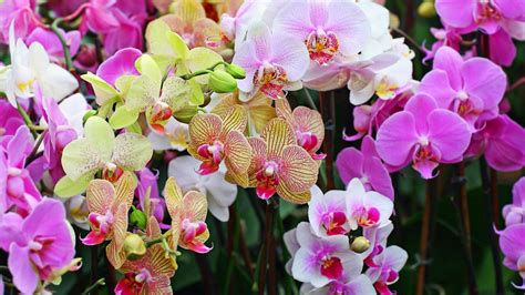 Sfondi Desktop Orchidee Scarica Sfondi Gratuiti