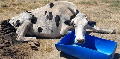 More Animal Cruelty Horrors Discovered At Gupta Linked Vrede Dairy Farm