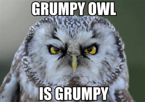 Grumpy Owl Meme