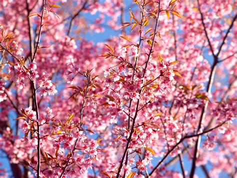 Pink Flowers Blossom Season Background K Hd Flowers K Wallpapers Images Backgrounds