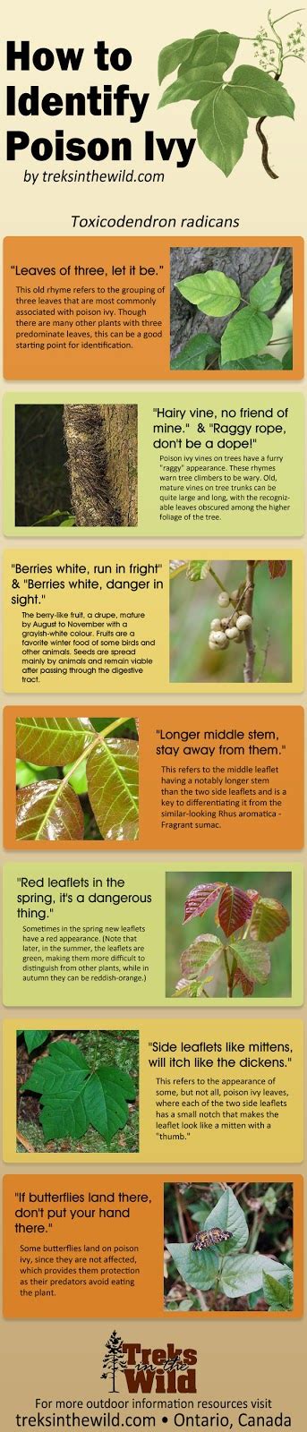 Survival Smarts How To Identify Poison Ivy Infographic