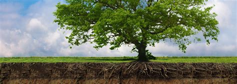 However, you have to keep in mind as already mentioned, this potting soil has multiple purposes. Soil and Root Care
