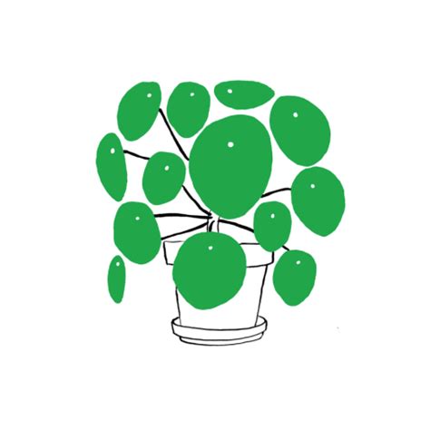 Pilea Plant | Plant illustration, Plant art, Plant doodle