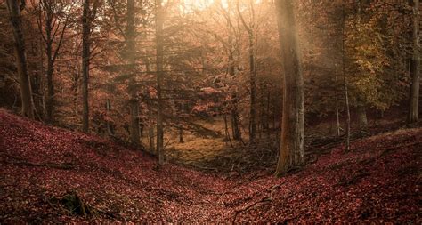 배경 화면 햇빛 나무 경치 숲 이파리 언덕 아침 태양 광선 가을 잎 시즌 어둠 삼림지 서식지 자연