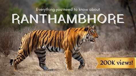 7 Reasons Why Ranthambhore Is The Best Park In India For Tiger Safaris