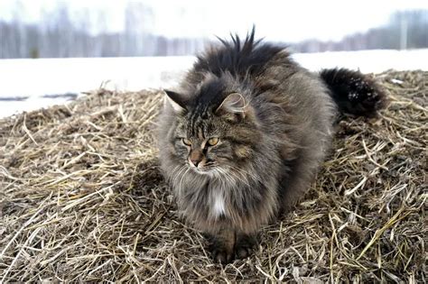 Siberian Forest Cat Breed Photos And Facts Fallinpets