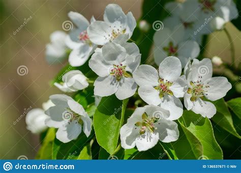 Branch Of Pear Blossom White Flowers On A Tree Stock Image Image Of