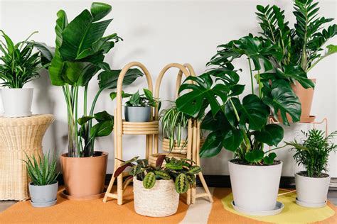 Beautiful Unique Indoor House Plants That Are Super Easy To Take