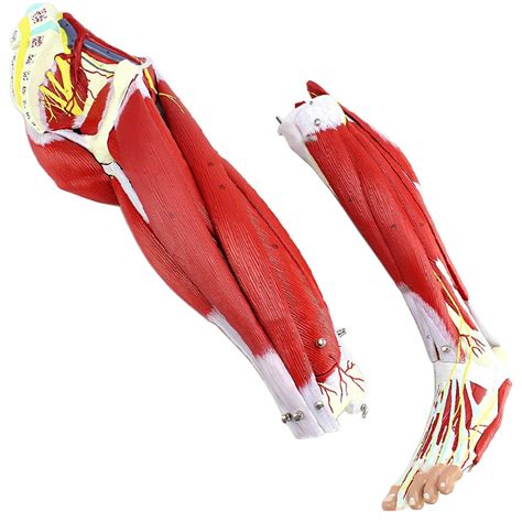 Buy Anatomy Model Of Human Lower Limb Anatomical Model Of Muscular