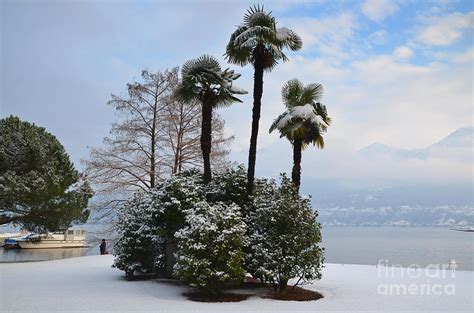 Palm Trees With Snow Photograph By Mats Silvan
