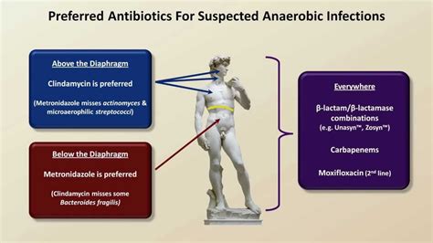 Antibiotics For Anaerobic Infections Antibiotics Lecture 6 Youtube