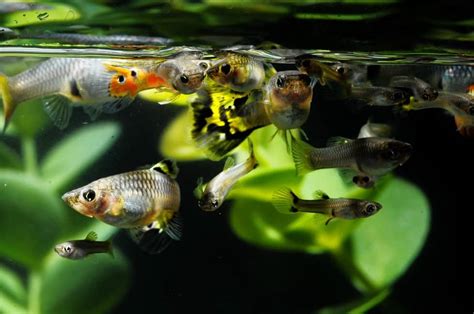 Do Guppies Need a Heater? (Ideal Guppy Water Temperature) - Fish Tank ...