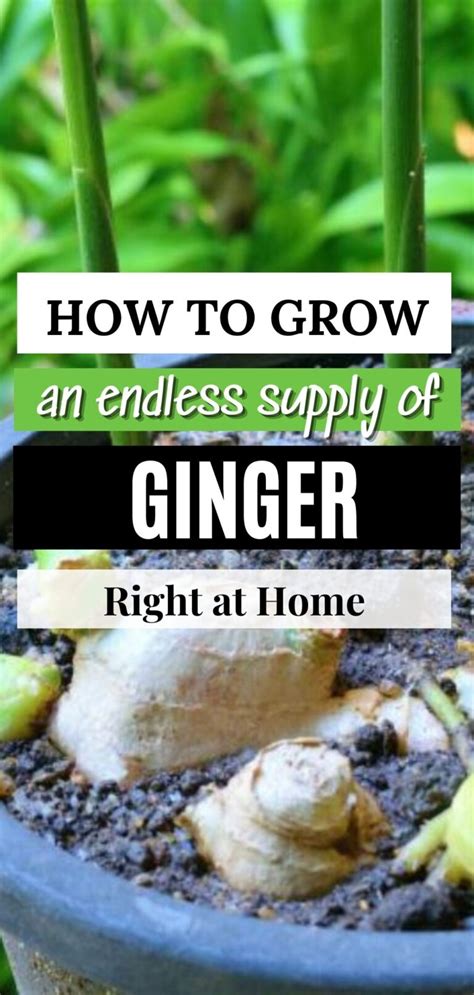 Stop Buying Ginger Heres How To Grow An Endless Supply Of Ginger Right At Home