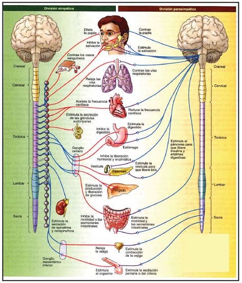 Sistema Nervioso Y Reproductivo Mind Map