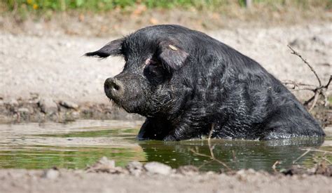 Cochon Noir Des Alpes Prospecierara