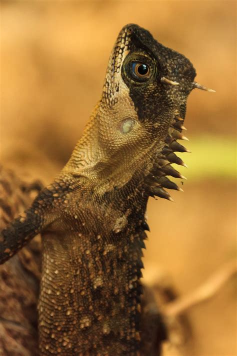 Spiky Lizard Free Stock Photo Public Domain Pictures