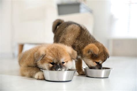 Newborn Puppy Feeding Chart And Feeding Advice Raised Right Human