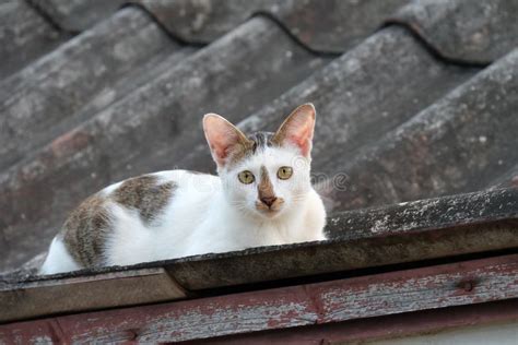 White And Grey Cat Look At Camera On The Roof Stock Image Image Of