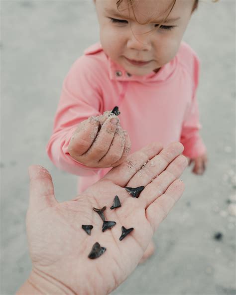 finding shark teeth on the beach on venice fl elders away