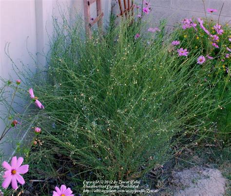 Photo Of The Entire Plant Of Blue Flax Linum Perenne Posted By Zencat