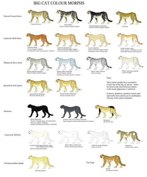 We countdown the top 11 rare cat coat colors in the world! How are cheetahs and leopards similar? - Quora