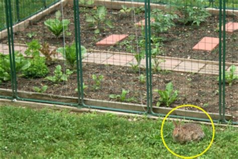 Like fencing, individual cages can also help prevent bunnies from eating your prized plants. Garden Fence Deer Protection System|Easy Assembly - Sturdy ...