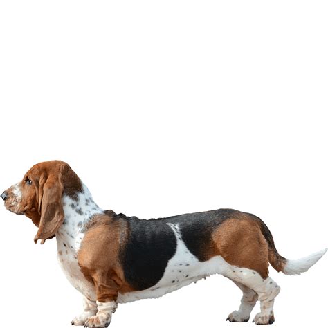 Basset Hound Dog Breed Information Dognomics