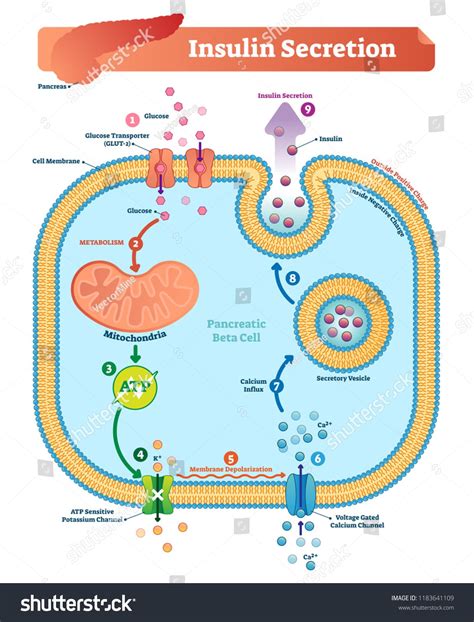 Insulin Secretion Vector Illustration Biological Pancreas Function