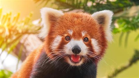From Vocalisation To Marking Territories This Is How Red Pandas