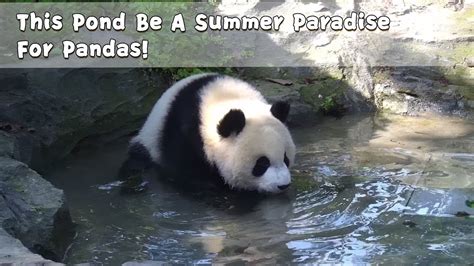 This Pond Be A Summer Paradise For Pandas Ipanda Youtube