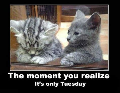Happy Tuesday Funny Animal Pictures Cats Kittens Cutest