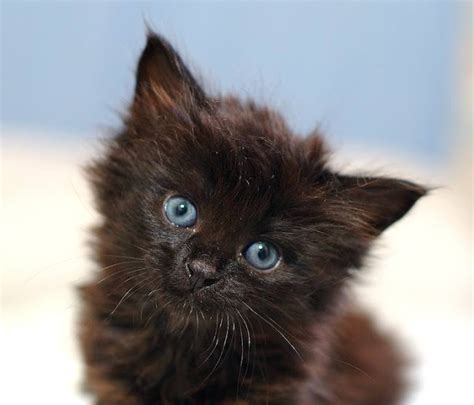 #kitties #puppies #cute cats #cute kittens #kitten #adorable #cute animals #cute dogs #cat #cat pictures #cats #animals #animal rescue #animal africa's wild sand kittens caught on video for first time ever. 43+ Cute Black Cat Wallpaper on WallpaperSafari