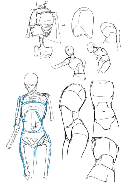 Anatomy Torso Body Figure Drawing Drawings