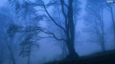 Fog Forest Twilight Beautiful Views Wallpapers 1920x1080