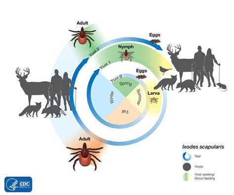 How Ticks Spread Disease Ticks Cdc