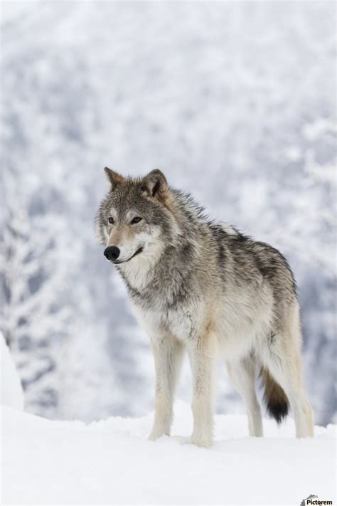 Captive Female Tundra Wolf In Snow Alaska Wildlife Conservation