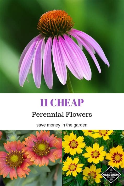 Inexpensive cut flowers near me. Inexpensive Perennial Flowers for Your Garden - Gardening ...