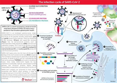 Covid 19 Infection Cycle Invivogen