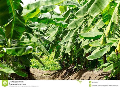 Green Unripe Bananas In Thailand Stock Image Image Of Healthy