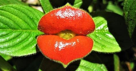 11 Unusual Plants You Have Probably Never Seen In Your Life Unusual