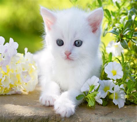 Baby Kitty Blue Eyes White Cute Flower Animal Cat Wallpaper 1440x1280