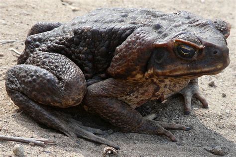 Cane Toads Environment Planning And Sustainable Development
