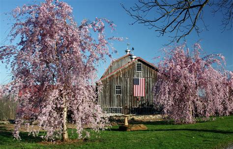 Barn With Spring Flowering Trees Photograph