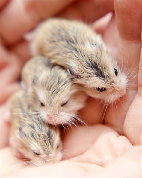 bästa Robo Dwarf Hamsters idéerna på Pinterest Hamstrar
