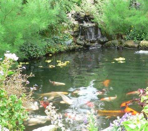 If your pond is too small, your koi fish will struggle to flourish. Pond Pictures, Netting Koi Picture, Waterfalls
