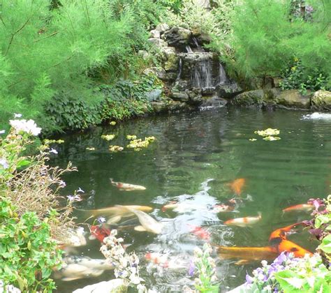 Sitting on the edge of your koi pond lets you more easily get up close and personal with your koi than a koi pond completely in the ground. Pond Pictures, Netting Koi Picture, Waterfalls