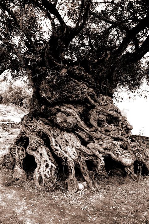 The Olive Tree Of Vouves Crete Reputedly 3000 Years Old Flickr