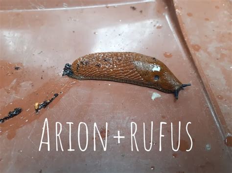 Understanding Britains Slug Species Plantgrow
